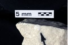 Foto (Detailansicht) von ? Distefania sp. (NHMW-GEO-1990-0041-0260)